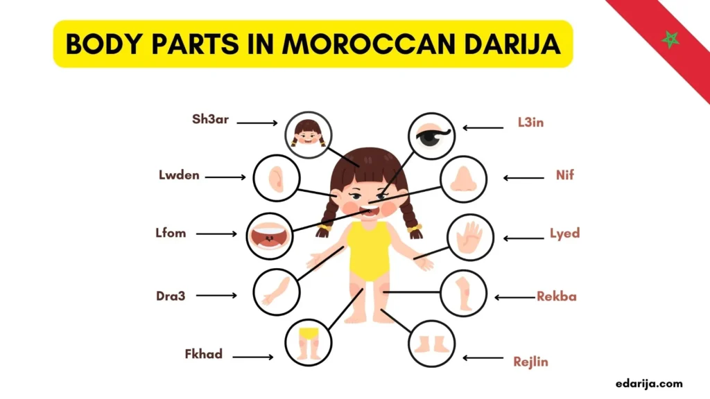 BODY PARTS IN MOROCCAN DARIJA